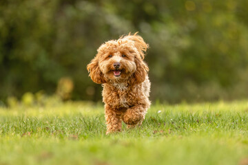 Fototapeta premium A cute havapoo dog having fun running across a meadow in a garden in summer outdoors