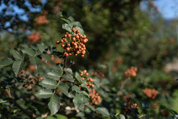 green tree with ripe fruits in field