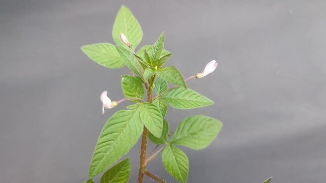 fresh wild cleome plant