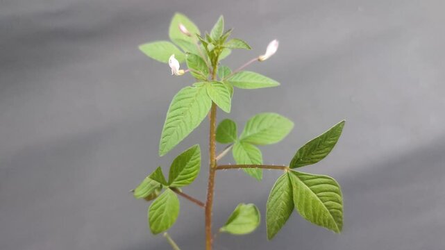 fresh wild cleome plant