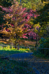 日本の風景・秋　埼玉県　紅葉の狭山湖・狭山自然公園