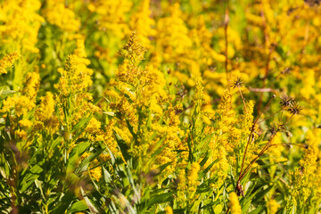 日本の風景・秋　埼玉県　狭山湖・狭山自然公園のセイタカアワダチソウ