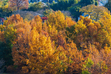 日本の風景・秋　埼玉県　紅葉の狭山湖・狭山自然公園