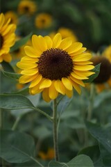 A sunflower is a tall, vibrant flower with large, golden-yellow petals that radiate from a dark brown or black center. The circular head is often filled with seeds