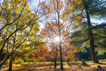 日本の風景・秋　埼玉県　紅葉の狭山湖・狭山自然公園