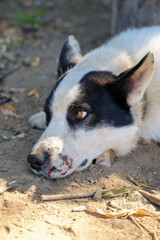 The wound on the dog's nose. She was bitten in the fight with another dog.