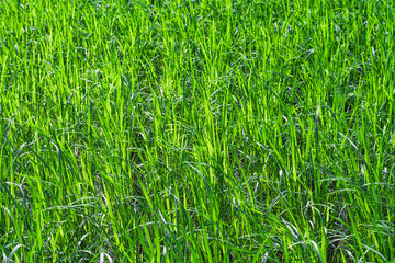 farmers’ rice plants are a beautiful seasonal food crop.