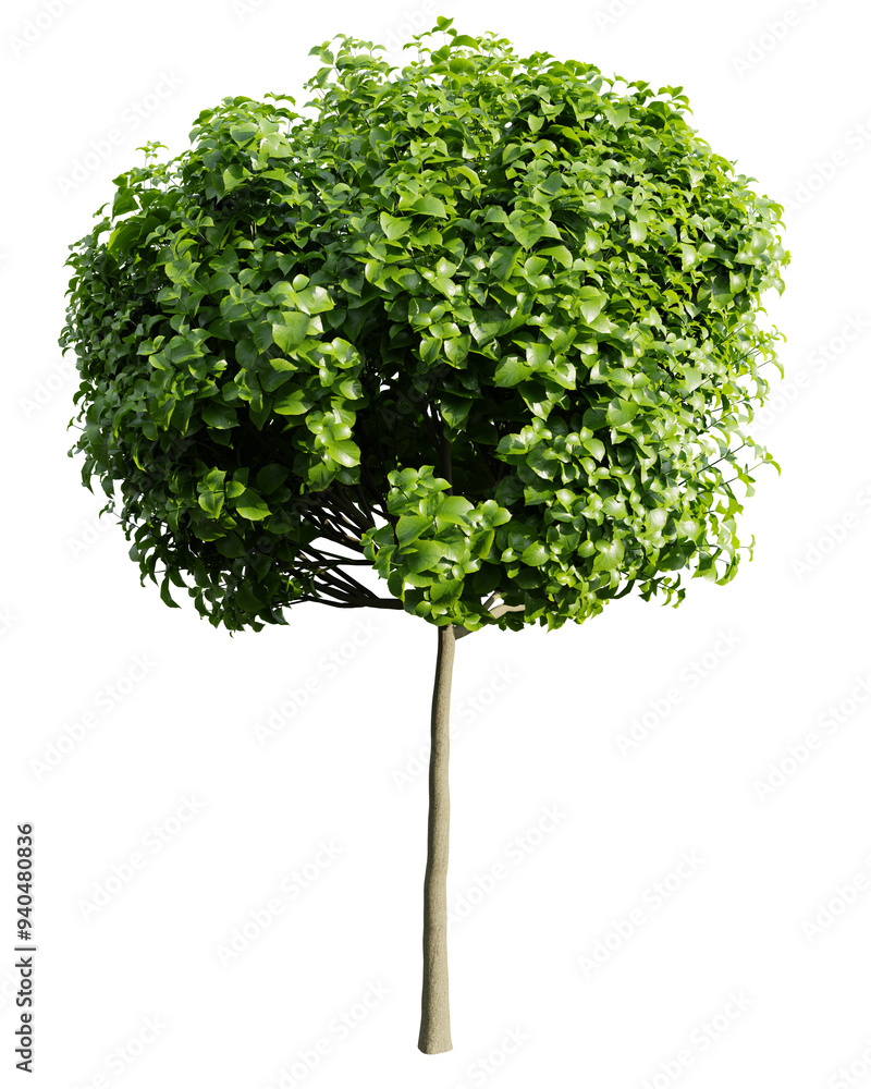 Poster catalpa bignonioides tree isolate transparent background.3d rendering.