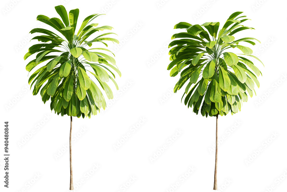 Poster palm lily tree isolate transparent background.3d rendering