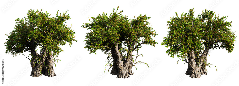 Poster old tree isolate transparent background.3d rendering
