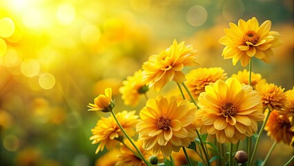 Beautiful yellow flowers on blurred background with bokeh and copy space, yellow flowers, blurred background, bokeh, autumn