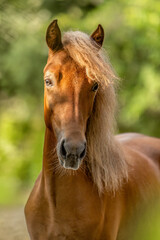 Fototapeta premium A young chestnut brown icelandic horse mare on a pasture in summer outdoors