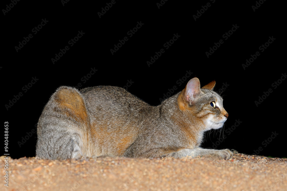 Wall mural an african wild cat (felis silvestris lybica) during the night, kruger national park, south africa.