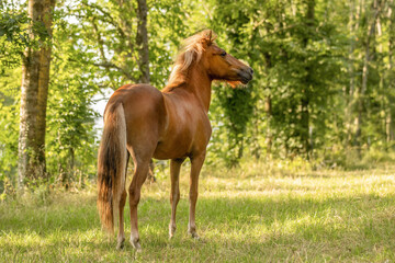A young chestnut brown icelandic horse mare on a pasture in summer outdoors