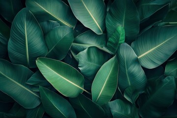 Obraz premium abstract green leaf texture, tropical leaf foliage nature dark green background , ai