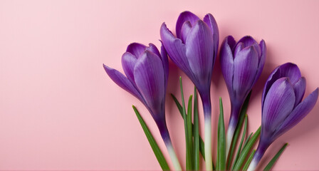 Naklejka premium purple crocus flower