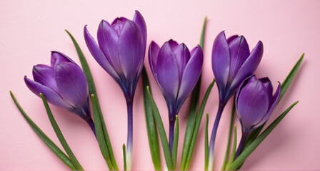 Naklejka premium purple crocus flower