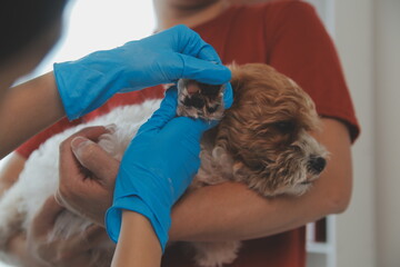 Closeup shot of veterinarian hands checking dog by stethoscope in vet clinic