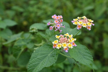 Beautiful Lantana Camara Flower in the garden