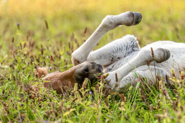 A cute bay brown icelandic horse foal on a pasture in summer outdoors