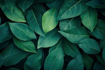 abstract green leaf texture, tropical leaf foliage nature dark green background , ai