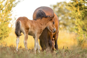 A cute bay brown icelandic horse foal on a pasture in summer outdoors