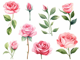 Fototapeta premium cute pink rose watercolor clipart set