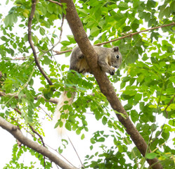 A gray squirrel with a white tail is eating on a branch.