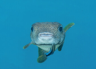 Porcupine pufferfish being cleaned by cleaner fish at cleaning station , Bali, Indonesia