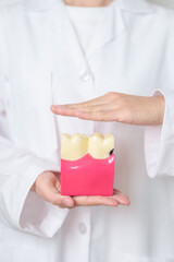 Fototapeta premium Dentist with tooth Anatomy model. Oral Teeth decay and disease, Scrape off tartar. March Oral health, Dentist Day, False Teeth. Toothache and Children Dental Health Month and Orthodontic Health Day