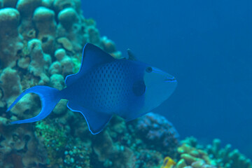 Red-toothed Triggerfish swims over corals of Bali © Hans Gert Broeder