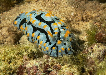 Varicosa nudibranch  or Swollen Phyllidia or Nobbled Phyllidia on coral of Bali