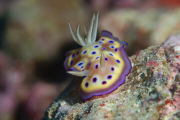 Kunie's Chromodoris nudibranch crawls on coral of Bali