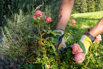 Fototapeta premium Person with gardening gloves cuts a pink rose from the bush in the garden with garden shears