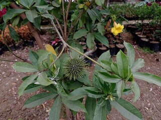 Obraz premium the unique fruit of the allamanda polyantha plant