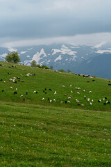 Sheep scattered across green slope with mountains in background.