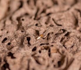 Close up of Termites Eating wood, (Termite damage house)
