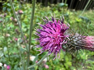 bee on a flower