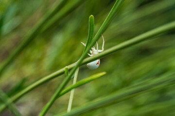 White crab spider climb at green line with soft bokeh background