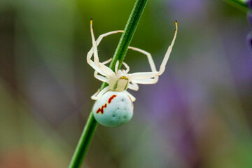 White crab spider climb at green line with soft bokeh background