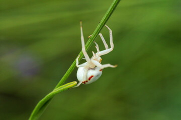 White crab spider climb at green line with soft bokeh background