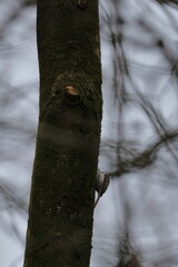 Fototapeta premium nuthatch