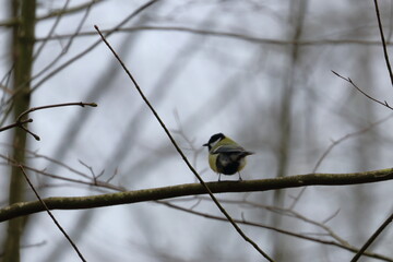 great tit