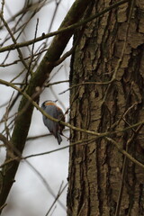 nuthatch