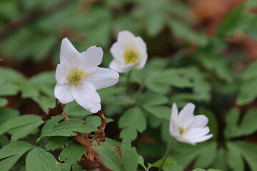 spring flower