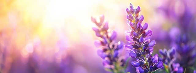 Naklejka premium A tight shot of multiple blooms with the sun illuminating behind them