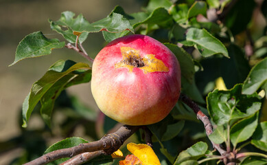 Red ripe apples on a tree in summer