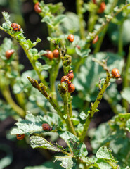 Colorado potato beetle on potato leaves. Close-up