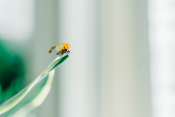 Ladybug at the moment of flight