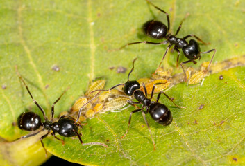 Ants collect aphids on a tree leaf. Macro